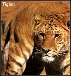 A Tigon