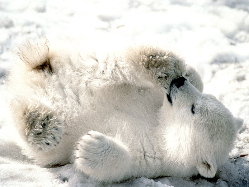 baby polar bear