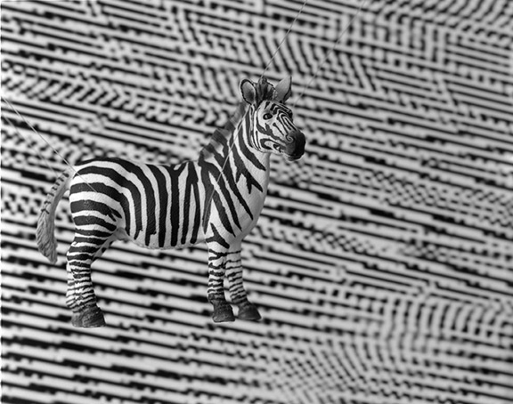 no siganal zebra