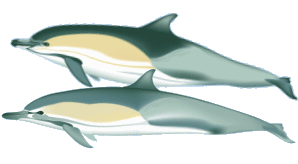 dolphins