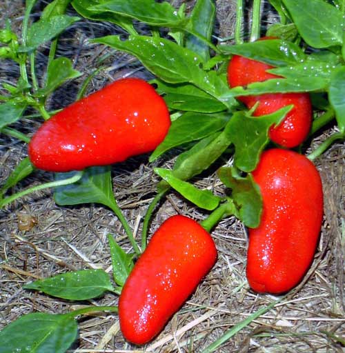 chile plant