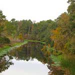 Leaves changing colors along Ocklawaha River