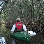 Mangrove paddling near Tarpon Springs