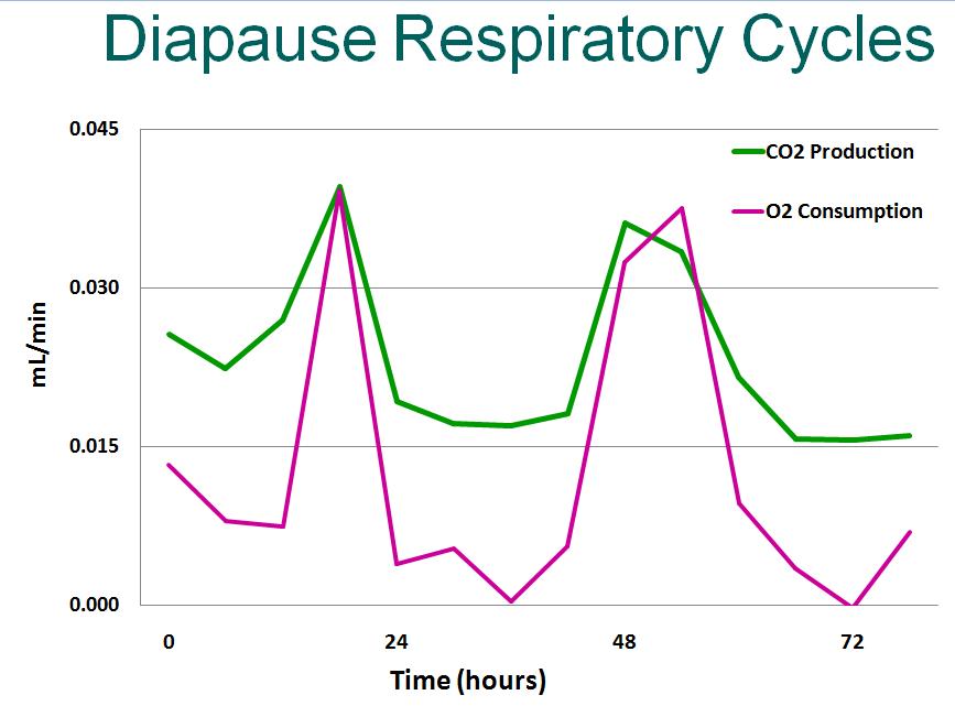 Respiration Cycles