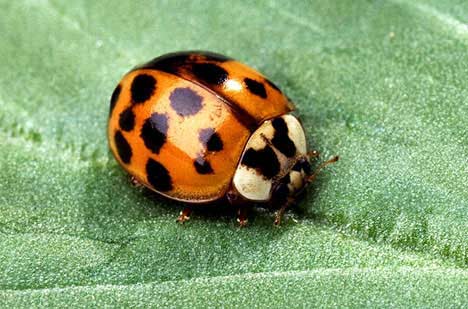 ladybug