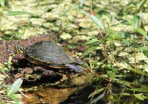 A turtle sits on a log at Fanning Springs