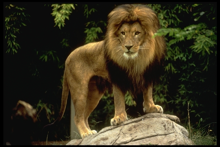 The african lion is only found in Africa.