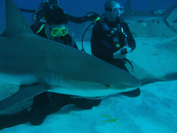 Shark Diving 4