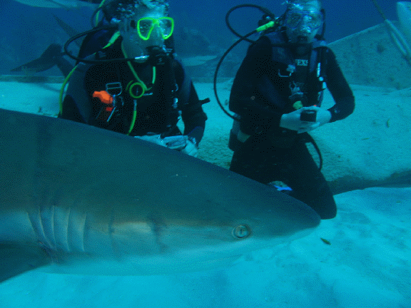 Shark Diving 2