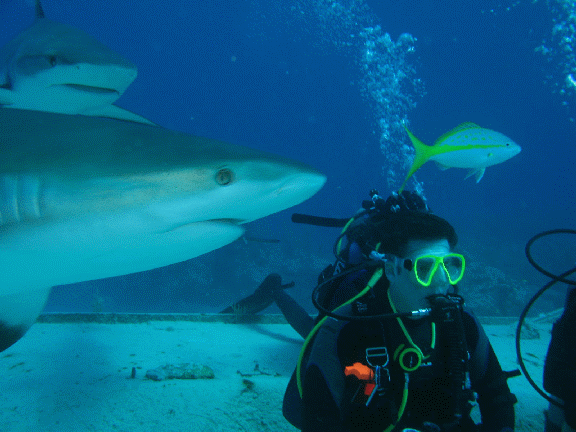Shark Diving 1