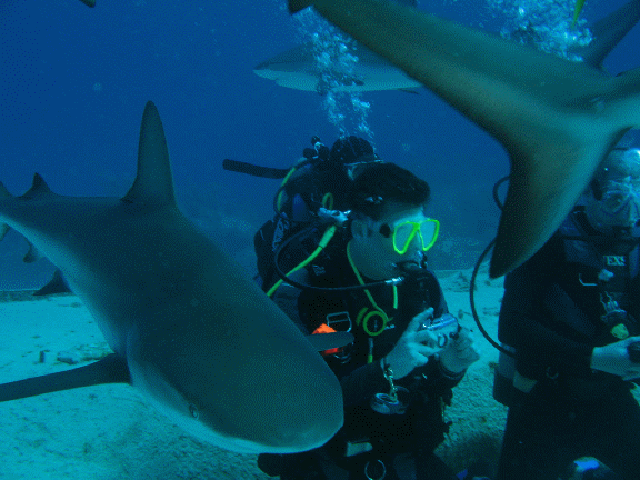 Shark Diving 5