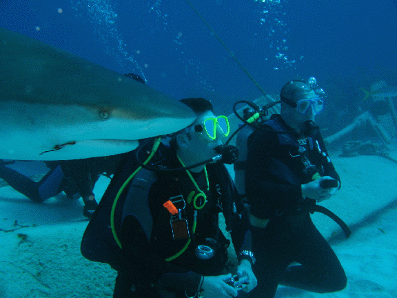 Shark Diving 6