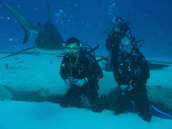 Shark Diving 3
