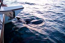 dolphins swimming beside boat