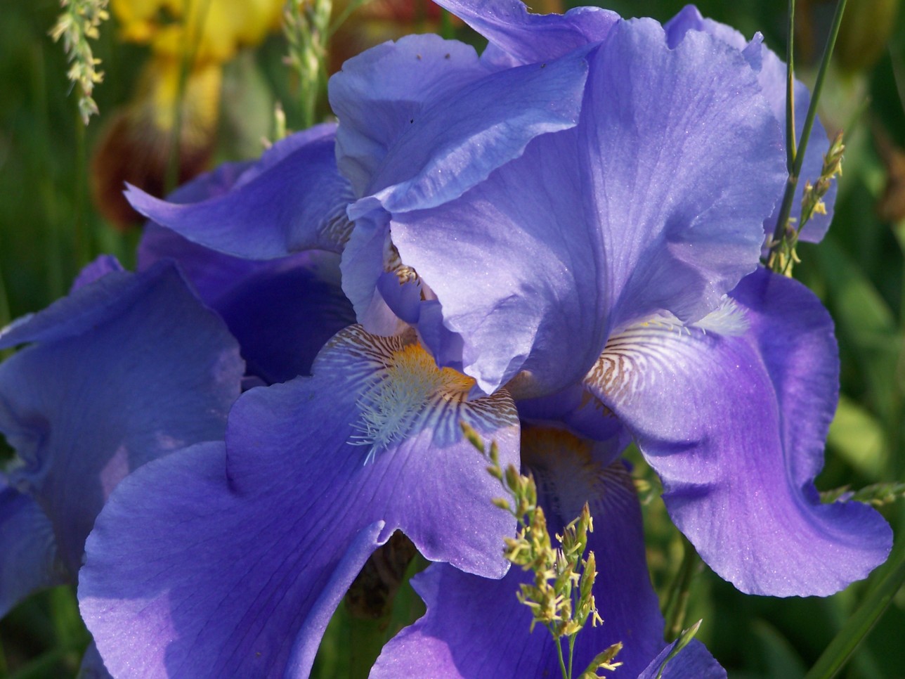 an iris flower