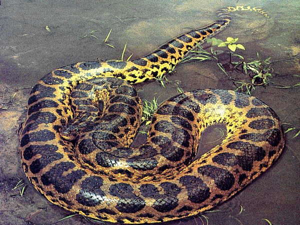 National Geographics: anaconda