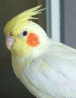 Birdie-Birdie: Lutino Hen