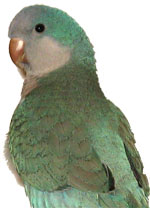 blue quaker parakeet