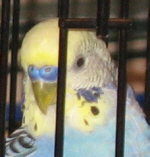 Elliot: blue and  yellow parakeet
