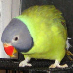 Leafy - Slaty-headed parakeet