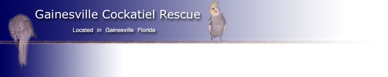 Gainesville Cockatiel Rescue: Located in Gainesville Florida