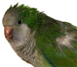 Polly: female quaker parakeet