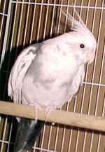 quirk: white face pied male cockatiel