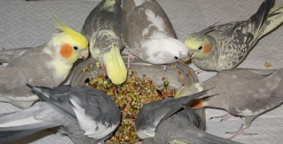 Rescue birds eating sprouts