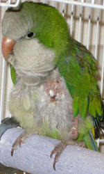 Ziggy: quaker parakeet