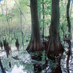 Cypress Trees