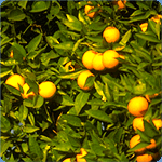 Oranges in LaBelle