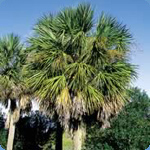 Cabbage Palm