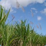 Sugarcane in Clewiston