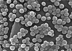 staphylococcus aureus