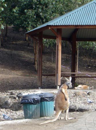 Kangeroo just chilling out in an Australian zoo