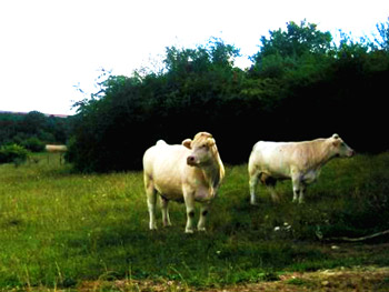 a picture of two white colored cows in a green pasture with green trees and a blue sky in the background
