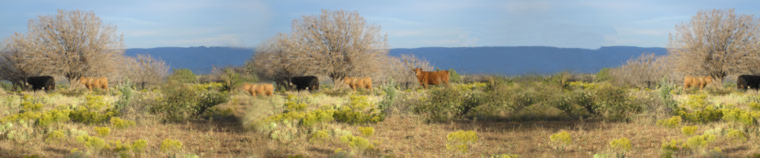 cattle on W Dart Ranch