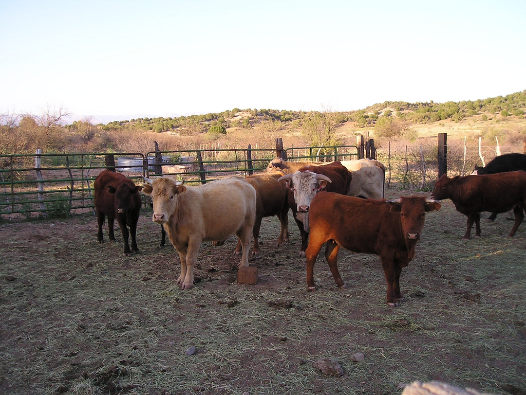 Cattle at W Dart Ranch