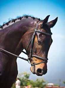 Horse with bridle, braided mane