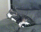 cat sleeping on couch