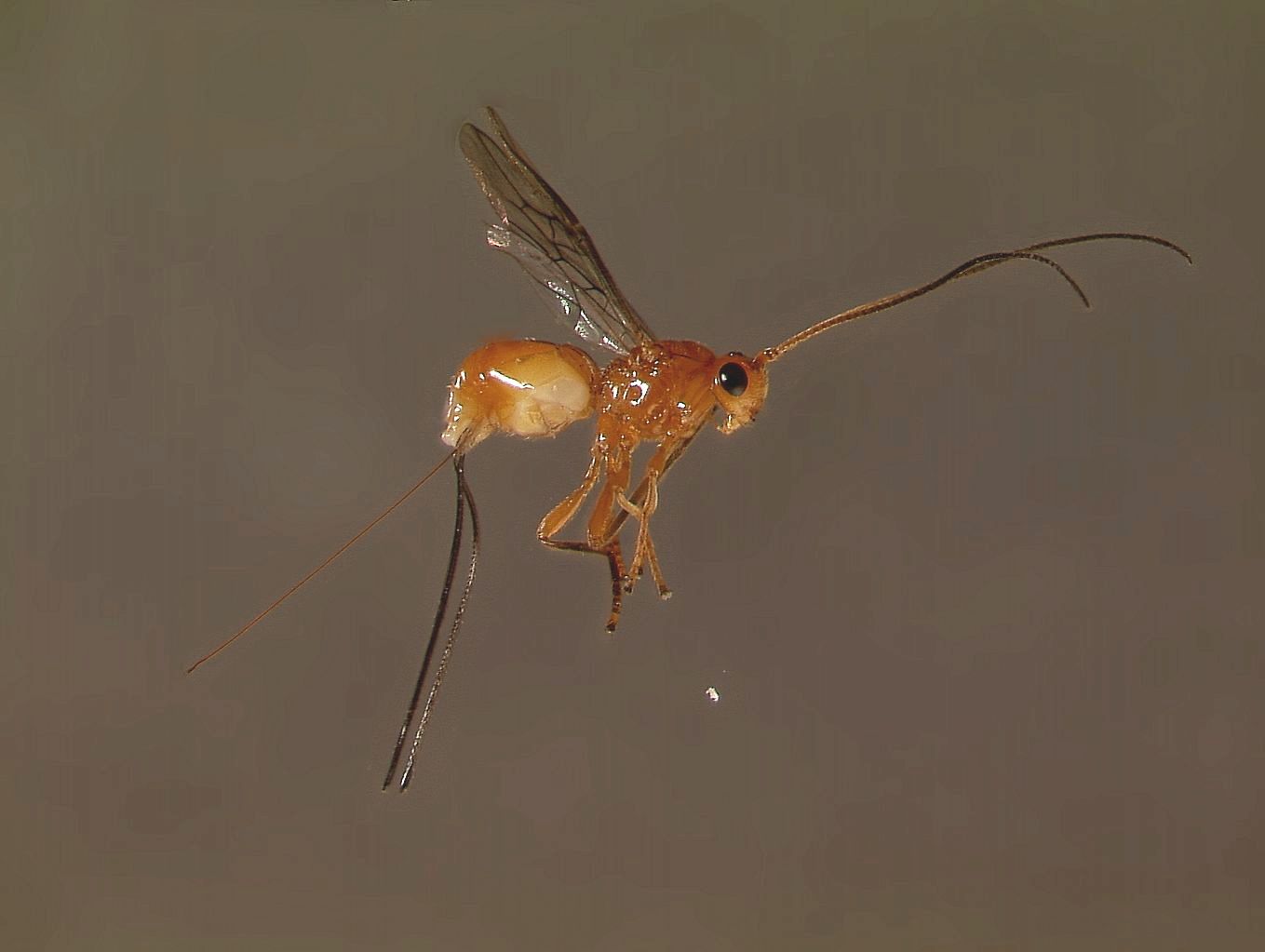 Diachasmimorpha longicaudata