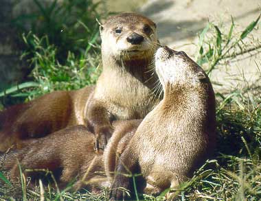 otters playing