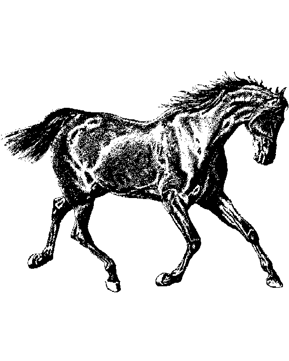 Running Horse