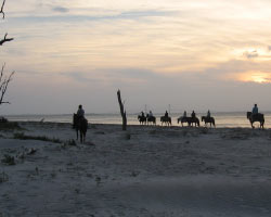 Horses on Driftwood beach