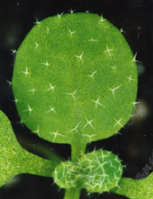 leaf img