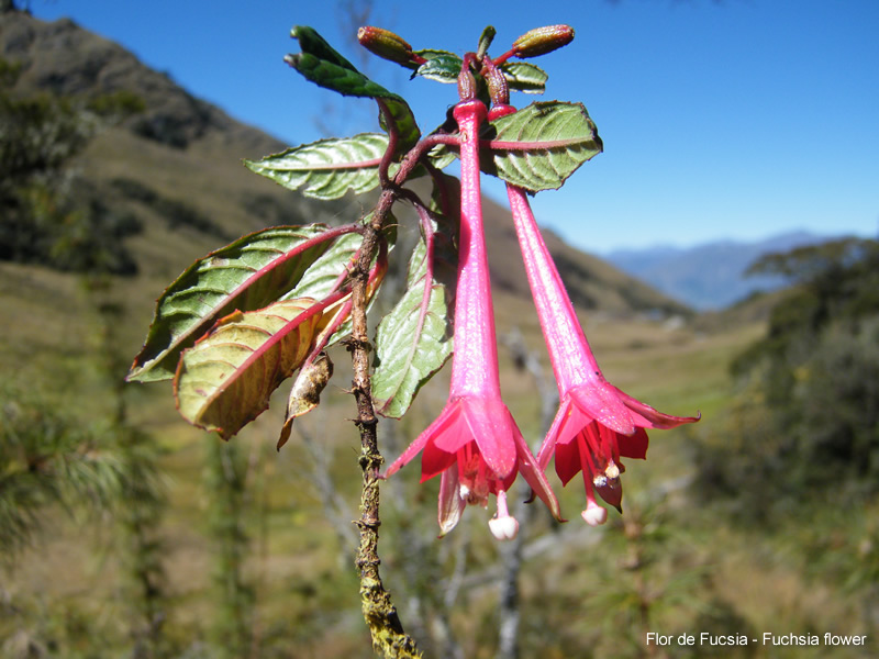 Flor de Fucsia - Fuchsia flower