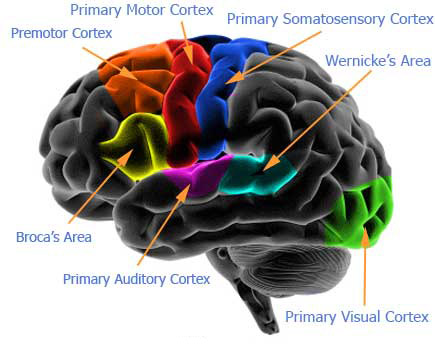 Brain Anatomy