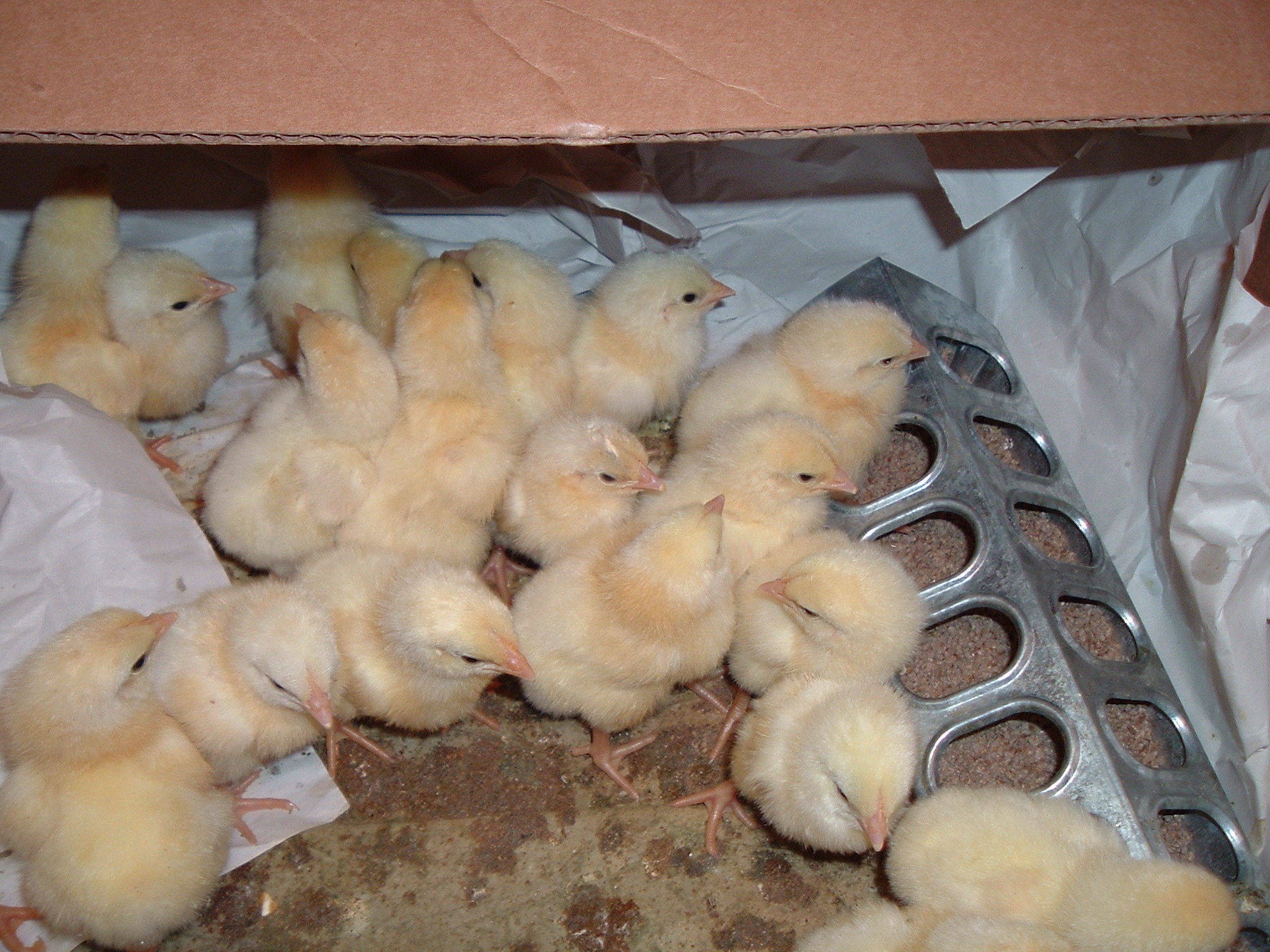 Image of Baby Chicks