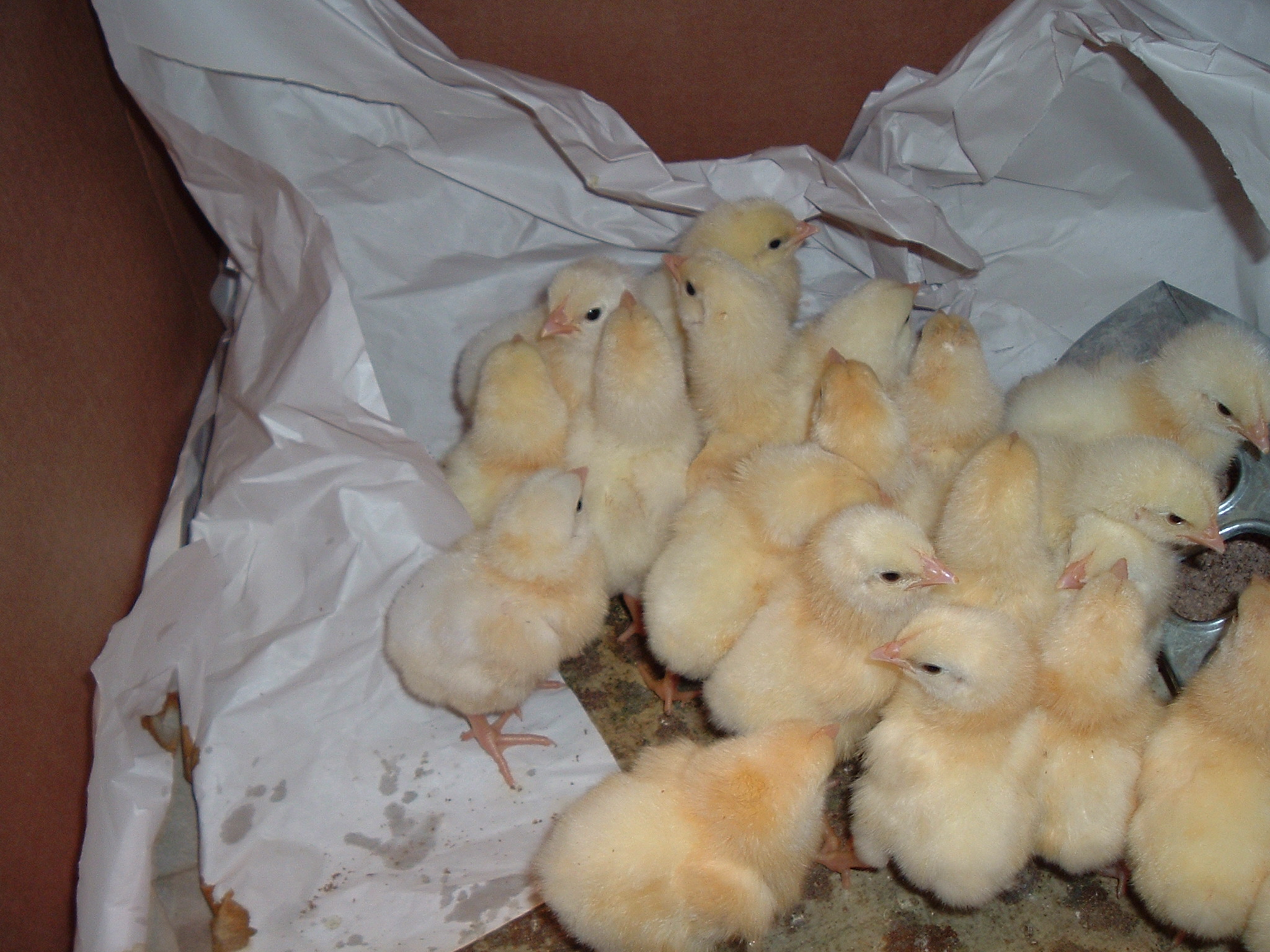 Image of baby chicks