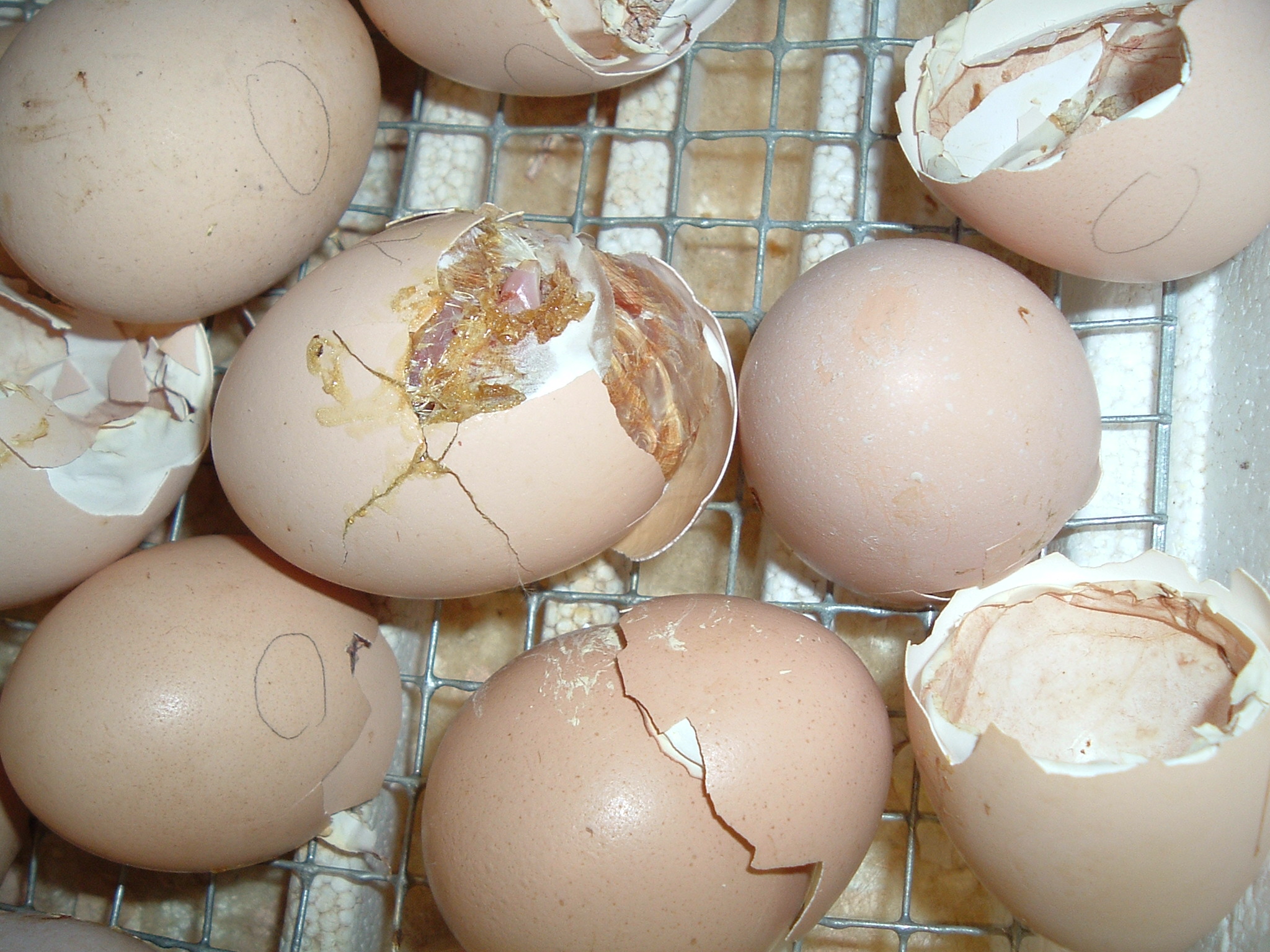 Image of chickens hatching